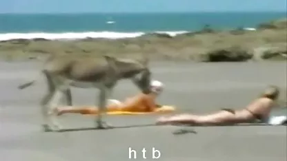 Harimau karpet diambil video bule crot dari kecantikan terbaik